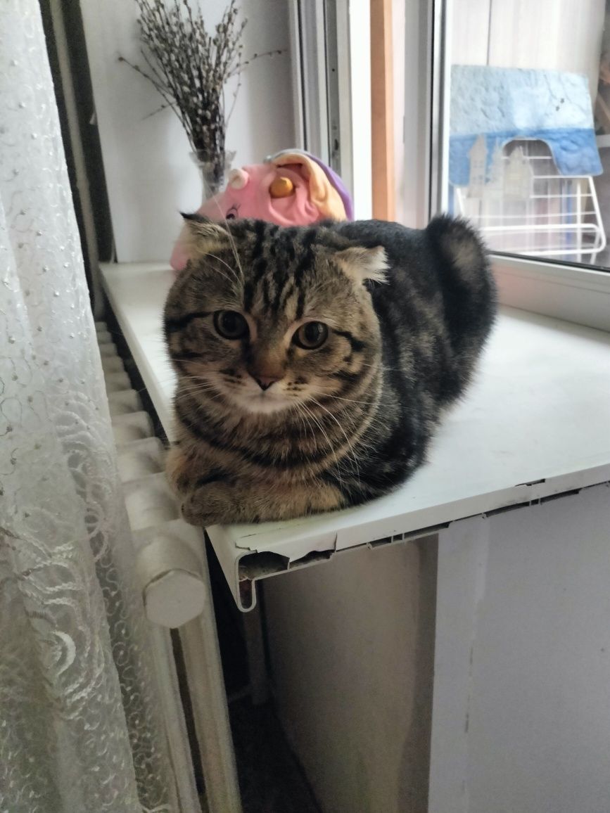 Котик ищет кошечку