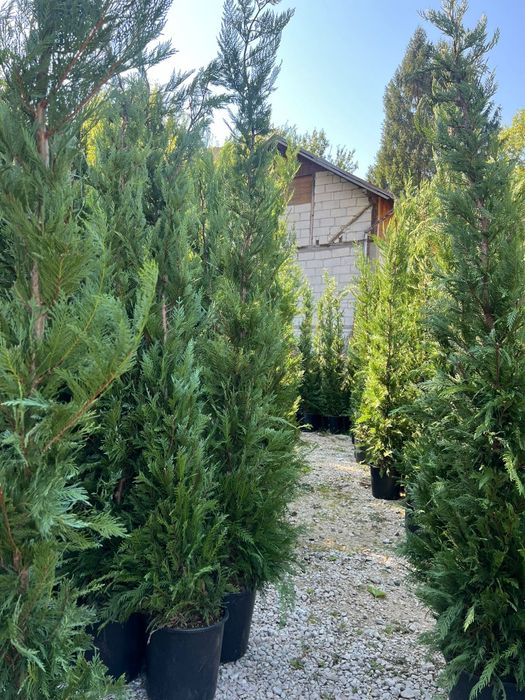 Leilandi chiparosi spirale magnolia