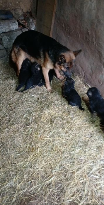 Продавам немски овчарки – 1-месечни