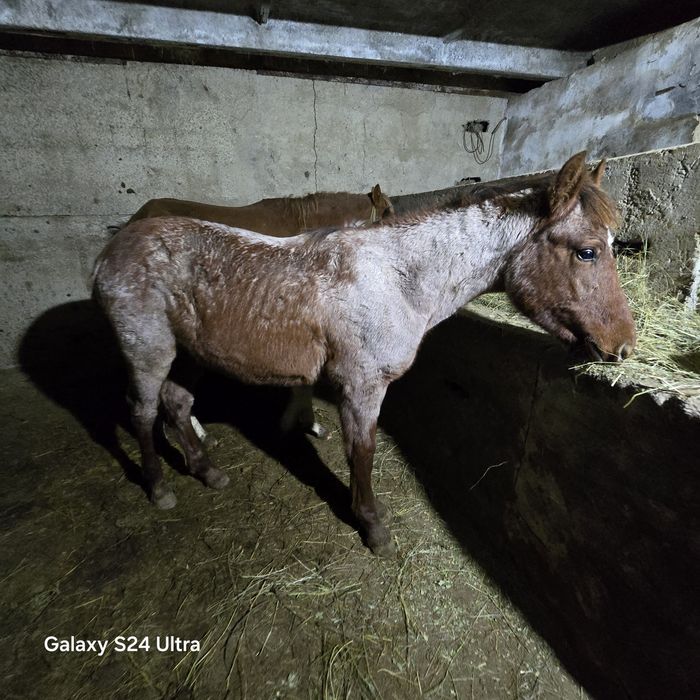 Полутяж еркек жабағы