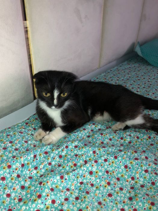 Весеолуха Скотиш фолд срочно продаю