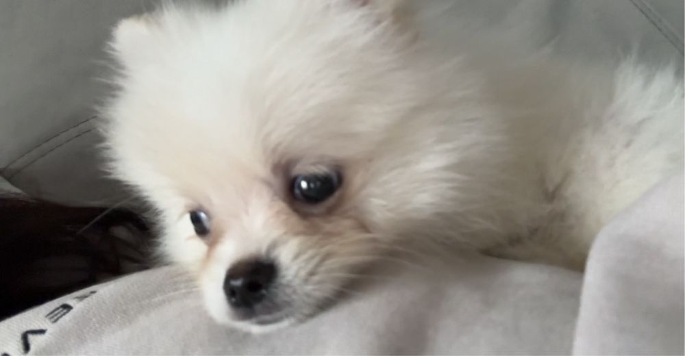 Померанский шпиц