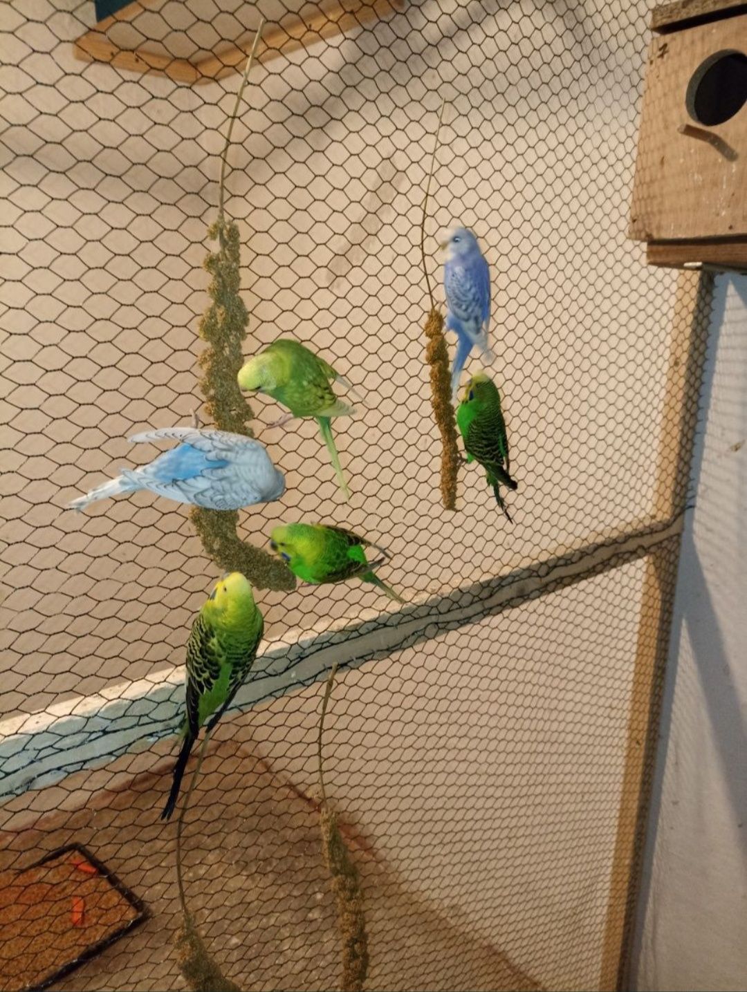 Papagali perusi (crescatorie)