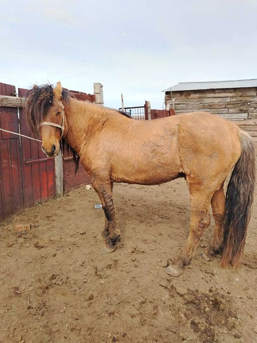 продаю жеребца, айғыр сатылады