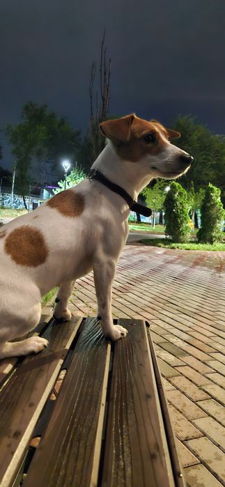 продам собаку джек рассел