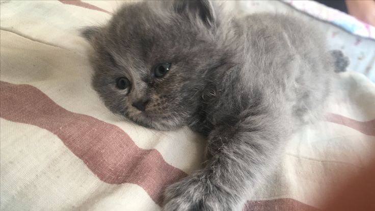 Zotdor mushuklar sotiladi