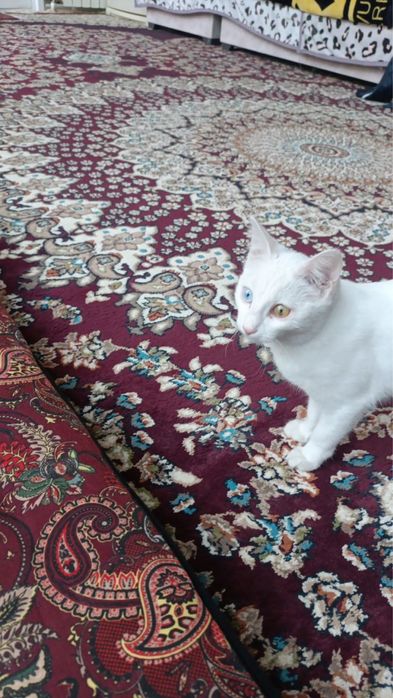 Отдам даром! Котёнок девочка