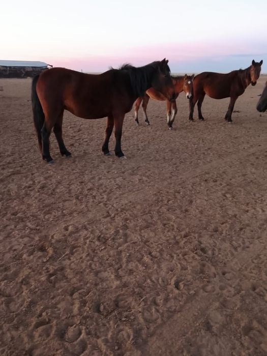 Ту бие сатылады 8 жас