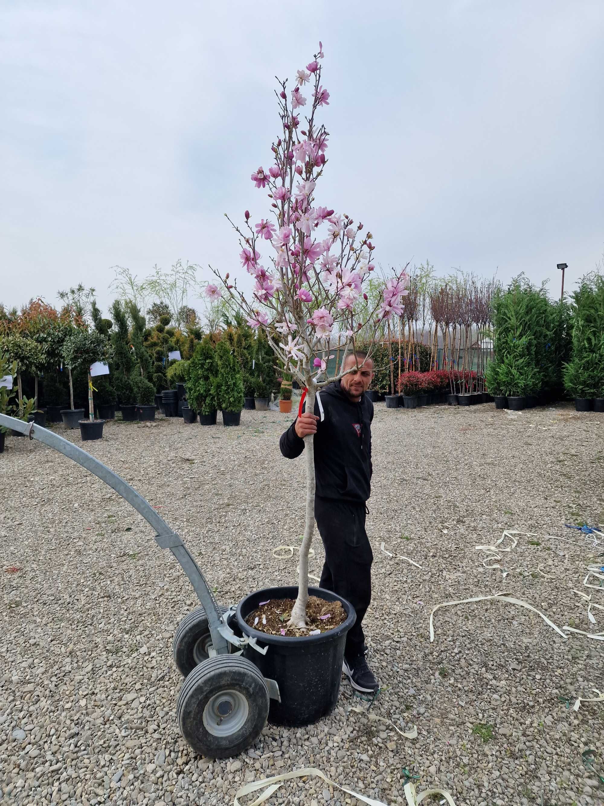 Plante Ornamentale De orice specie Oriunde In tara