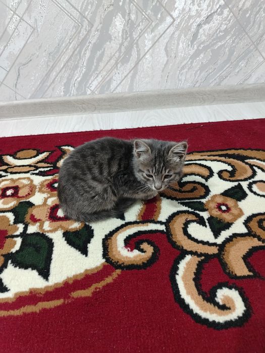 Yaxshi qaraydiganga mushuk bolasi beriladi