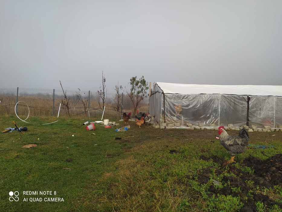 Cocosi de casa rase combinate