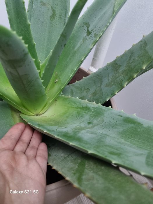 Алоэ 7 жылдық емге жапырағы 3000 тг