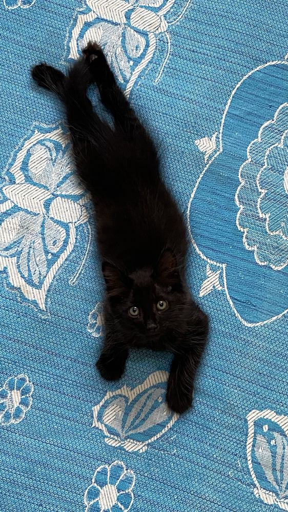 Котик, отдам даром. Mushukcha, bepul.