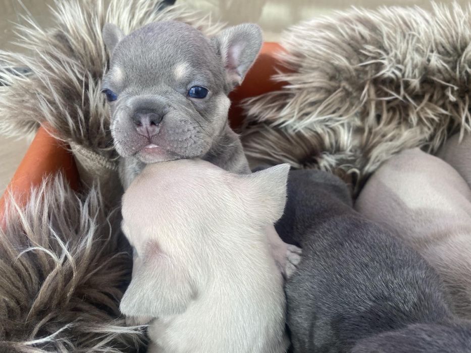 Продават се чистокръвни френски булдочета – отличен произход