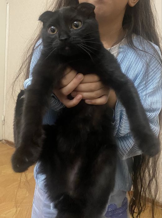 Самка Кошка (Не уличная!) Домик и Туалет в подарок