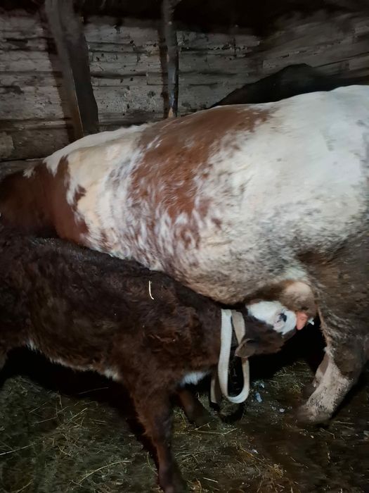 vaca de vanzare la prima fatare