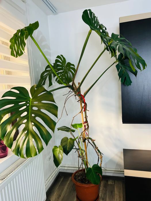 Floare Naturală Philodendron