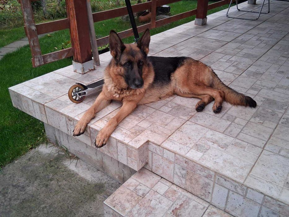 Две немски овчарки | мъжка и женска