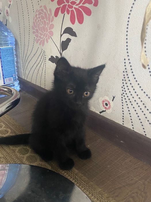 Отдам Котят в хорошие руки