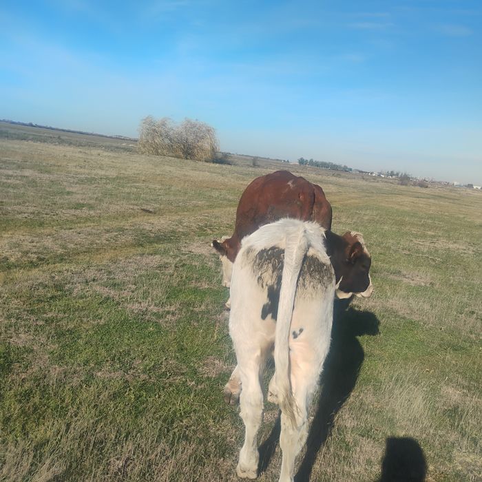 De vânzare tineret bovin bălțată românească