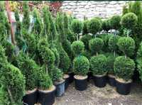 Plante ornamentale tuia smaragd columnaris Leylandy Brazi gazon etc