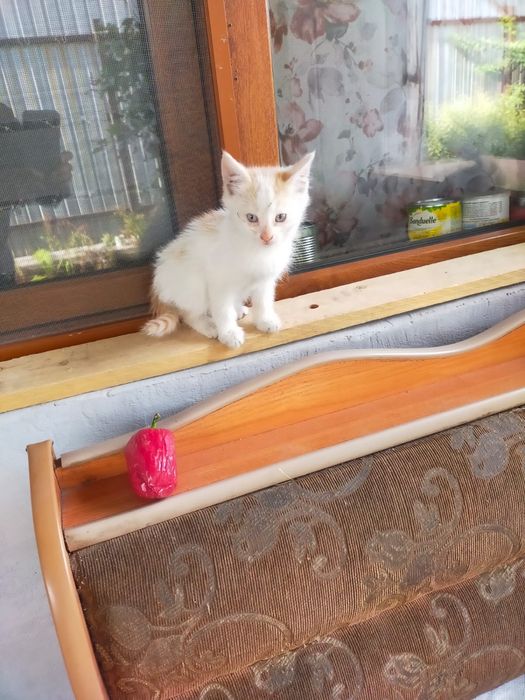 Котят отдам в хорошие руки
