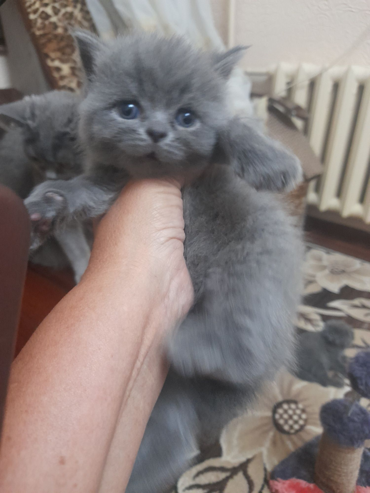 Котята скотиш страйд