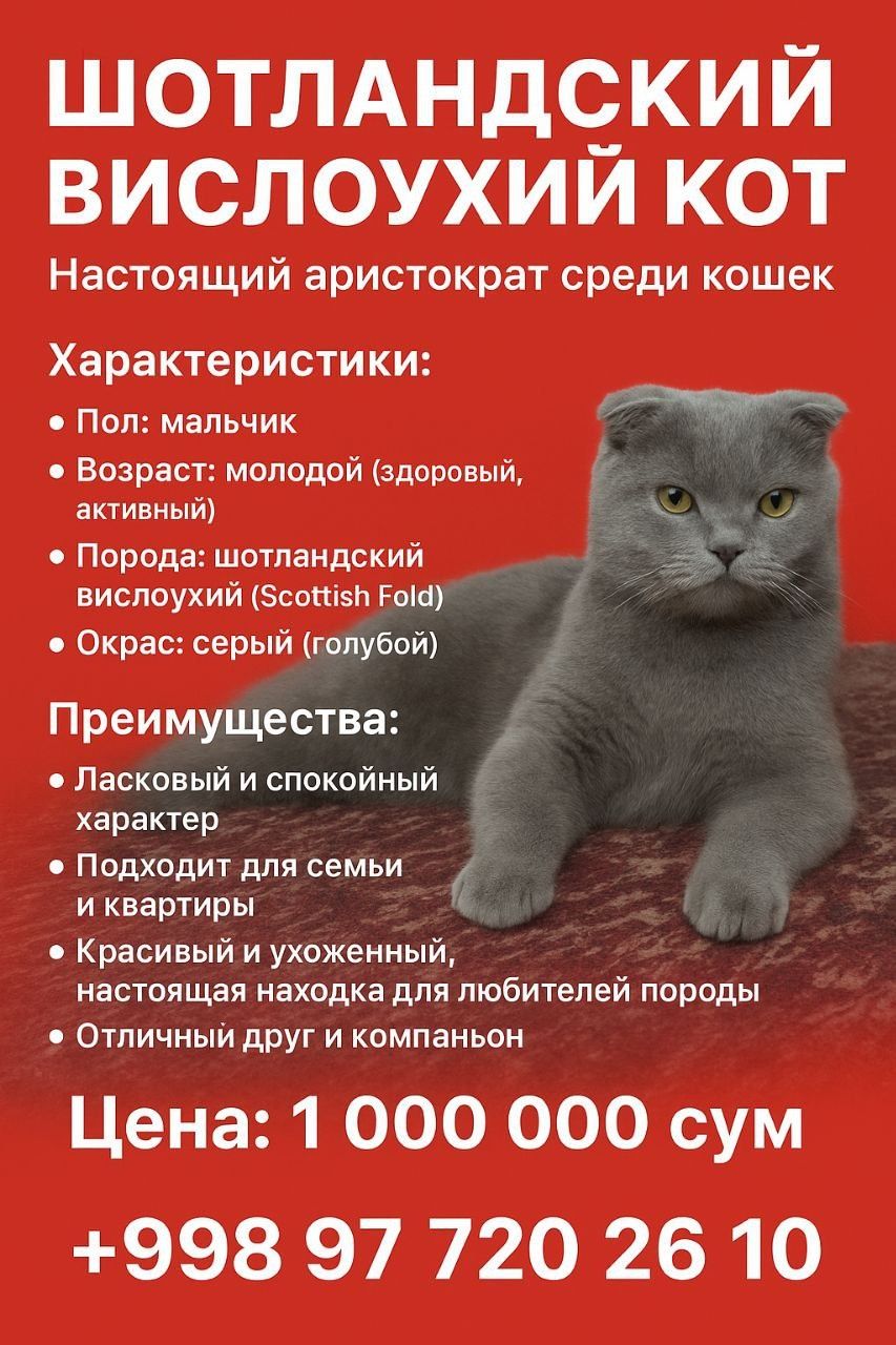 Шотландский вислоухий кот