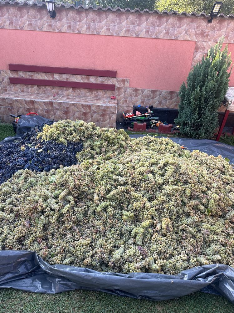 Struguri pentru vin productie 2025!!!