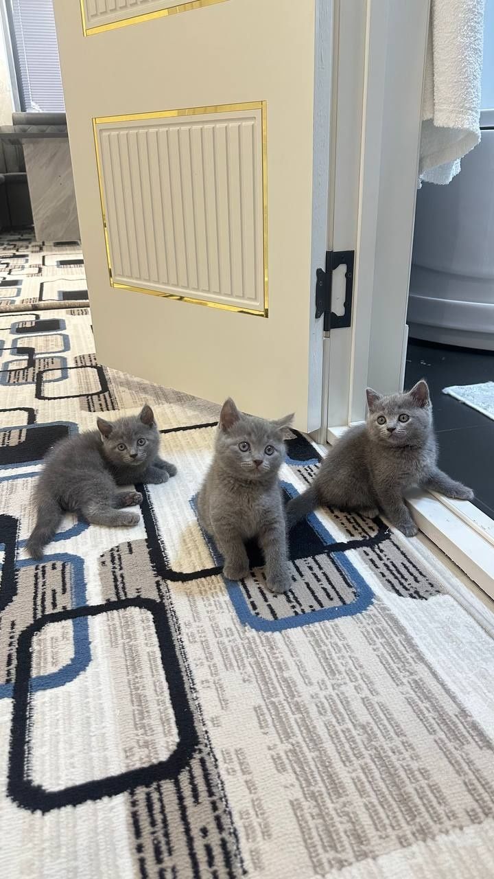 Мушук зотли  котята  тоза кон