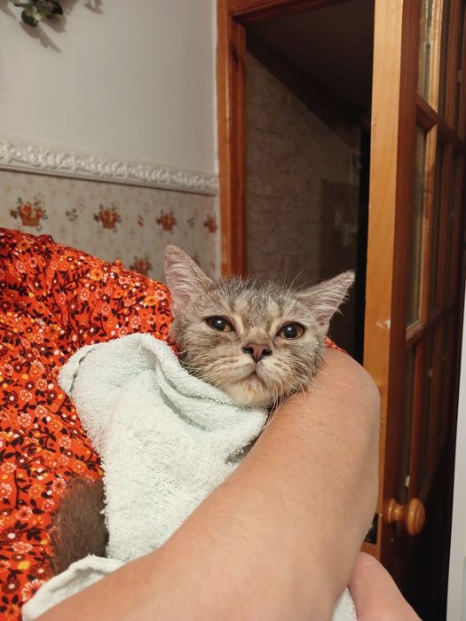 Котёнок мальчик около 2 месяцев