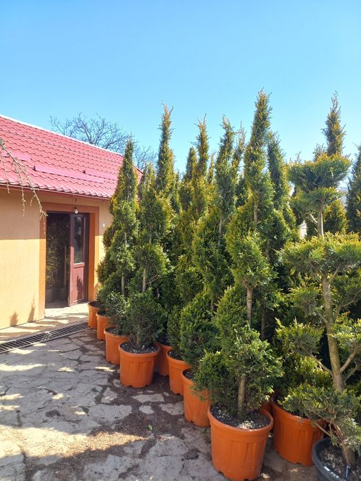 Plante ornamentale ce mai mare gamă preț accesibil transport gratuit