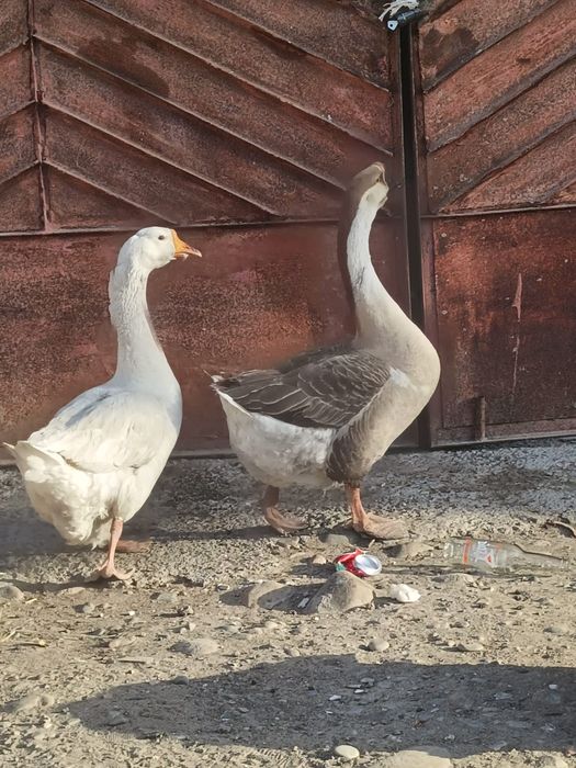 Продам крупная серая гусь