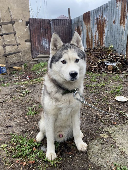 Хаски ит   Сатылады срочьно