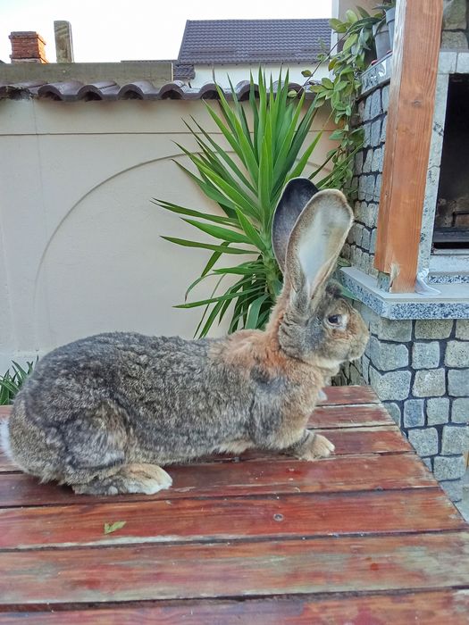 Vând iepuri uriași germani-gri