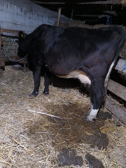 De vânzare vacă gestantă