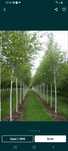 Plante ornamentale