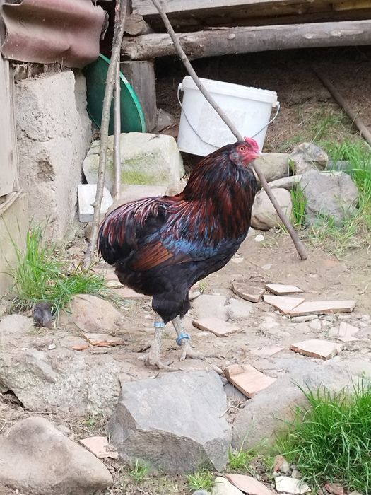 Araucana potârnichiu sălbatic
