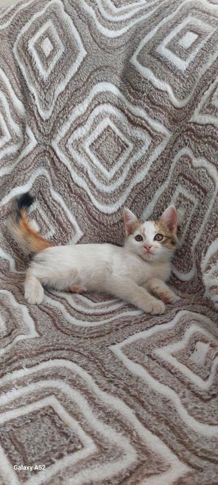 Отдам котенка в заботливые руки