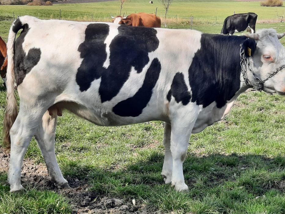 Vand juninca gestanta