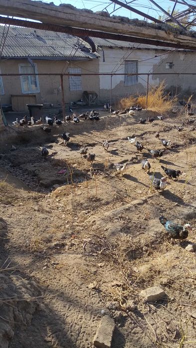 Ordak erkak qizbola kelishiladi srochna sotiladi