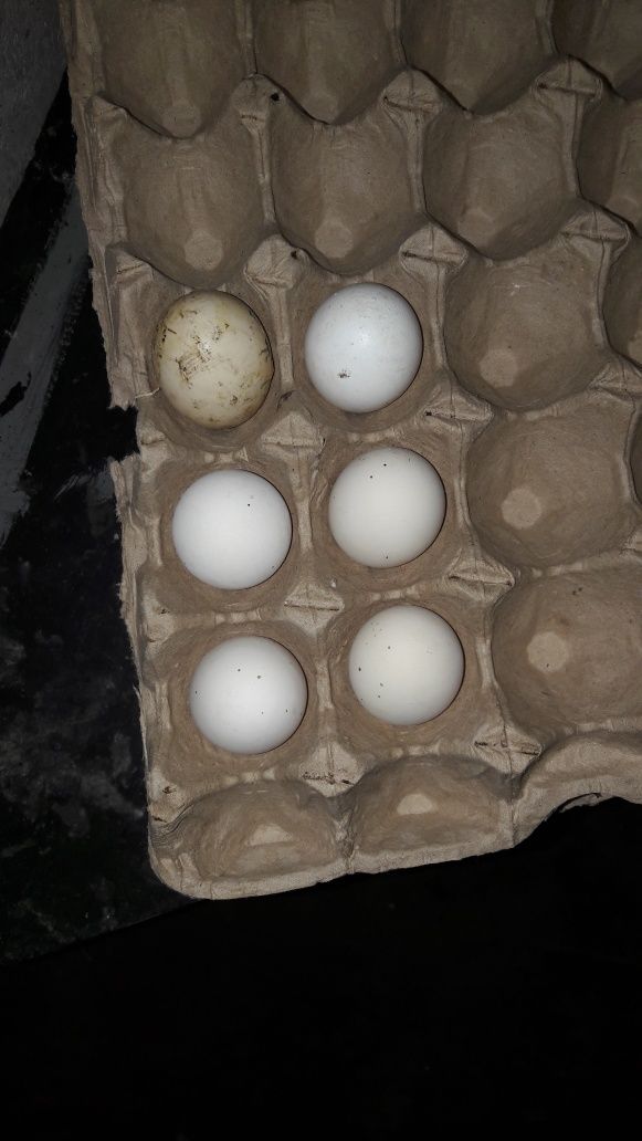 Яйцо для инкубатор еще продажа перепелиных яйц