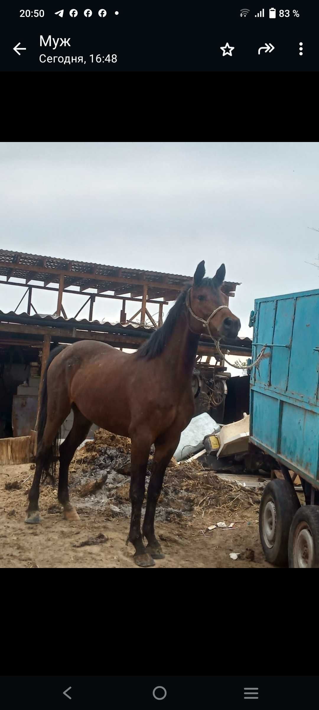 Продам лошадь полукровку