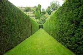 Gard viu Lemn cainesc ( ligustrum vulgare )