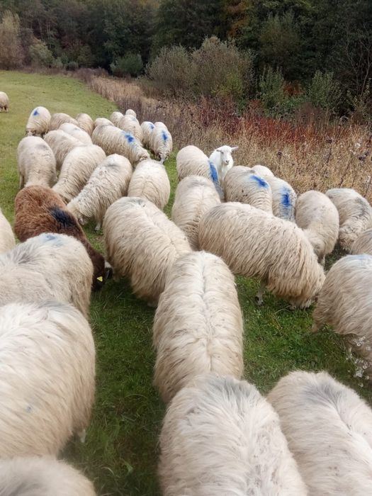 Vând oi țurcane si mioare