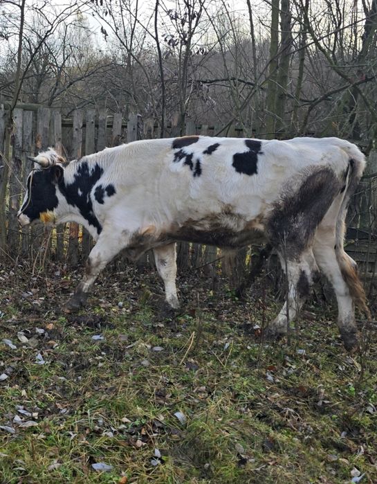 Taur simmental/holstein tanar de reproductie