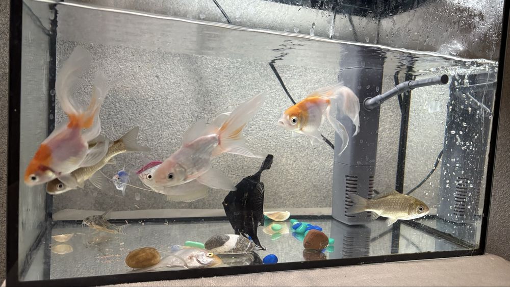 Аквариум с рыбками