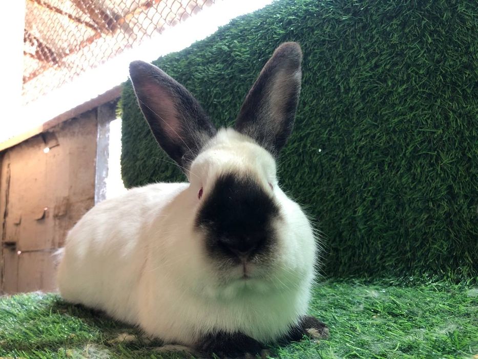 Kalif quyoni ishlashga tayyor paralar