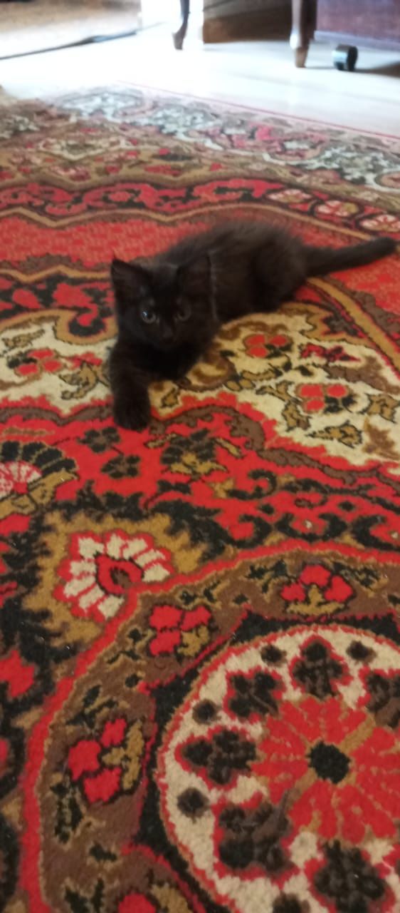 Отдадим котенка в хорошие, заботливые руки
