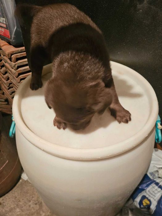 Лабрадорчета куче